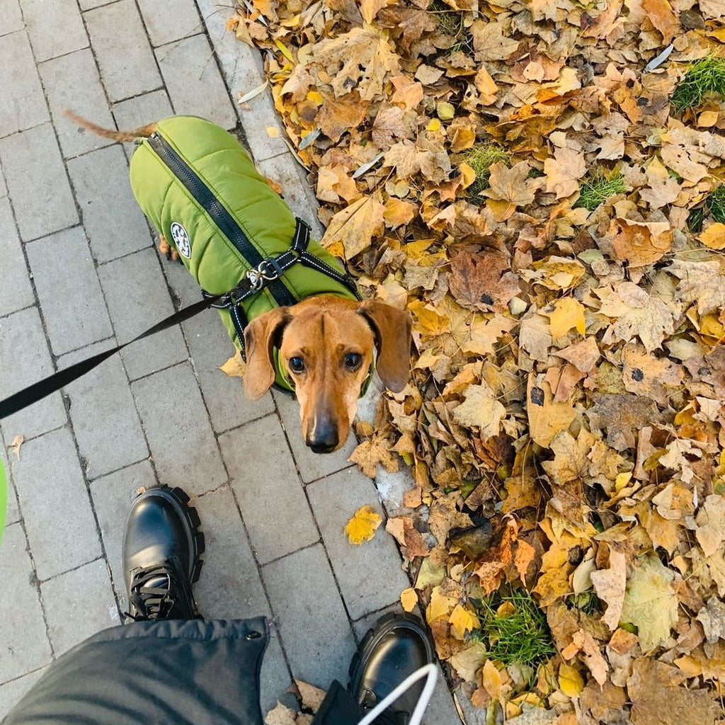 Hundejacke mit eingearbeitetem Geschirr – wind- und wasserabweisend – Bild 6
