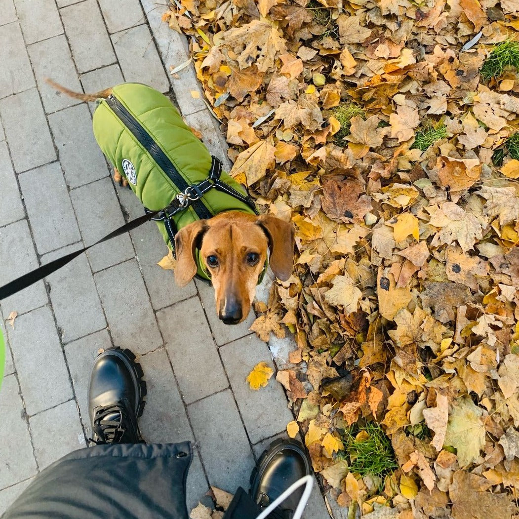 Hundejacke mit eingearbeitetem Geschirr – wind- und wasserabweisend – Bild 6