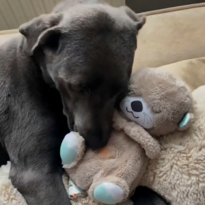 Kuscheltier für Hund und Katze mit Herzschlag – Modul herausnehmbar – Bild 3