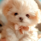 Walking and Barking Plush Dog – Responds to Touch – Image 7