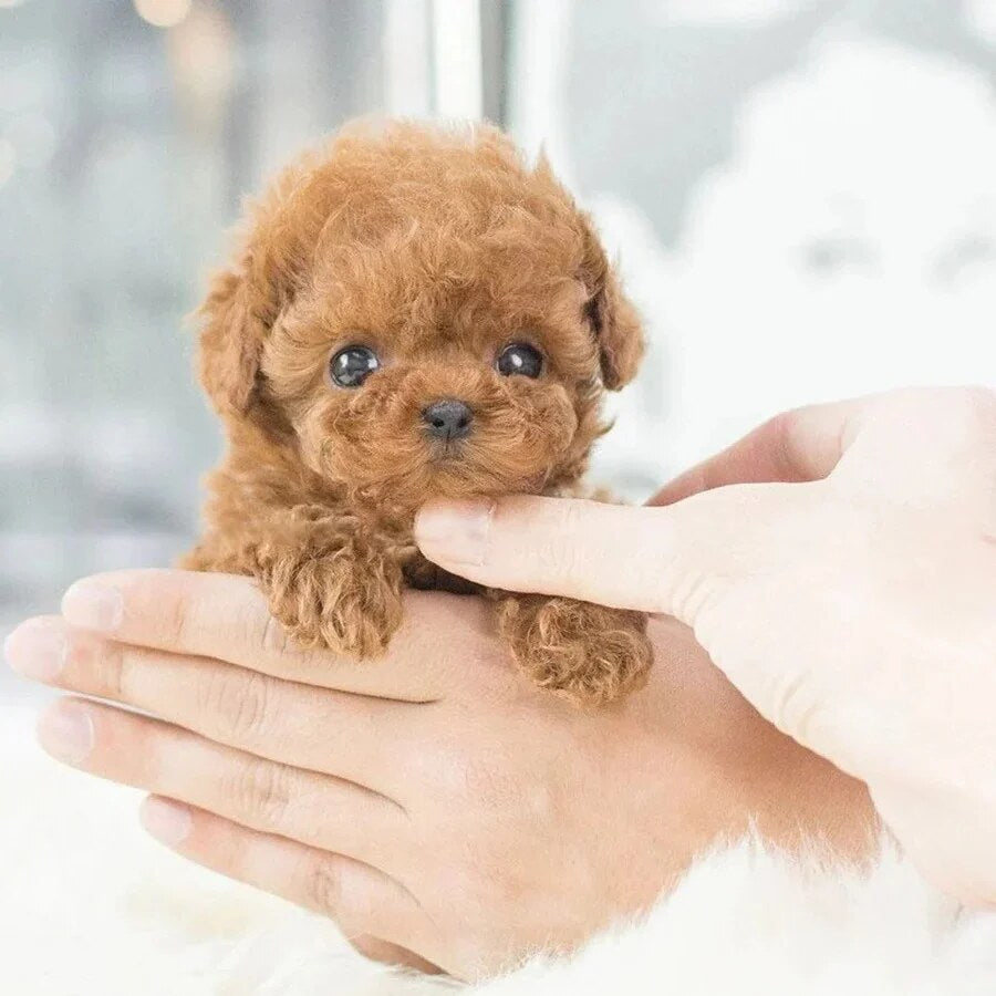 Robotic Puppy – Interactive Pet Toy with Voice Control